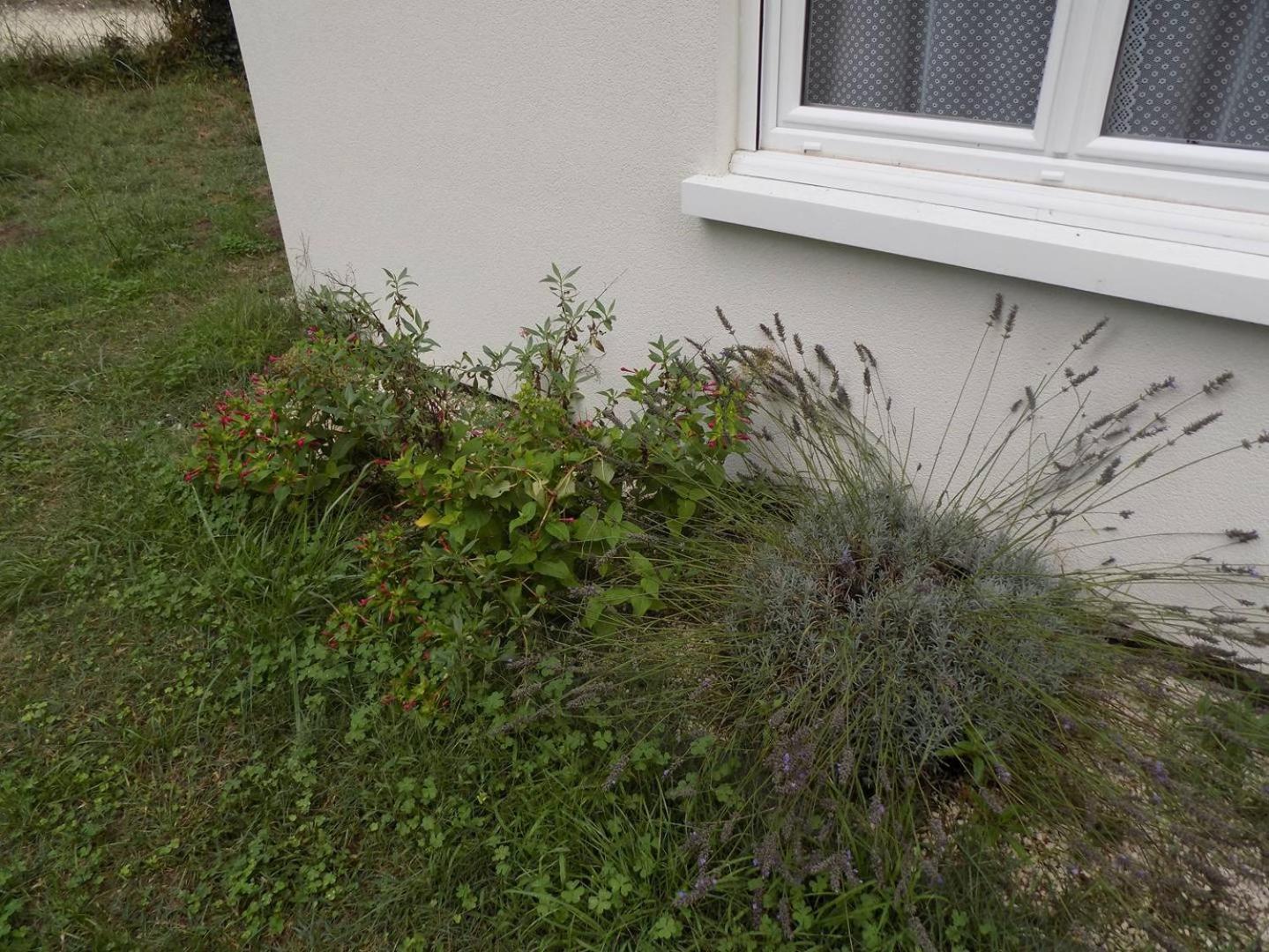 Meschers Sur Gironde - Agreable Maison Au Calme - Grand Jardin - Foret Eksteriør bilde